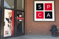 Une photo d'une SPCA à Montréal, Québec
