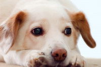 Un chien beige trop sollicité par des potentiels nouveaux maitres
