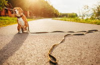 Un chien attaché à une laisse sur la route