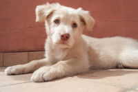 Un chiot blanc allongé dans le salon