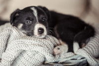 Un chiot Border Collie allongé sur une couverture