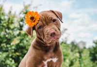 Un chiot marron avec une fleur orange sur la tête