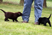 Deux chiots bruns mordent le pantalon d'un homme