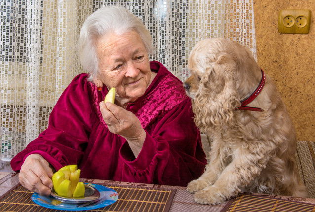 Une vieille femme mange une pomme avec son Cocker Anglais