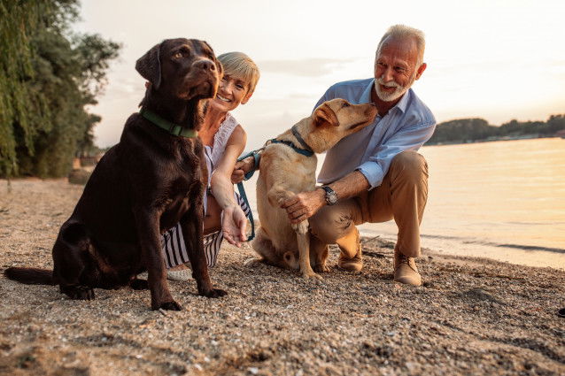 Deux séniors se rencontrent sur une plage avec leurs Labradors