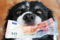 Un chien tenant des billets d'euros dans sa gueule