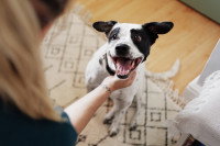 Une femme caressant le cou d'un chien heureux