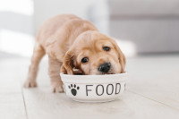 Un chiot mangeant dans sa gamelle