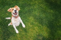 Un chien sautant dans l'herbe