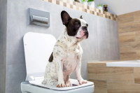 Un chien faisant ses besoins dans des toilettes
