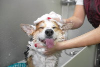 Un chien souriant pendant un toilettage