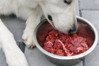Un chien mangeant une gamelle remplie de viande