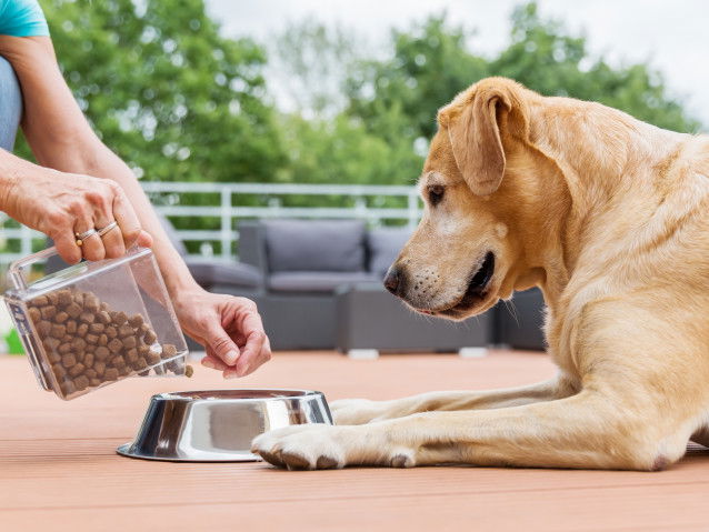 Un chien structure et responsabilise