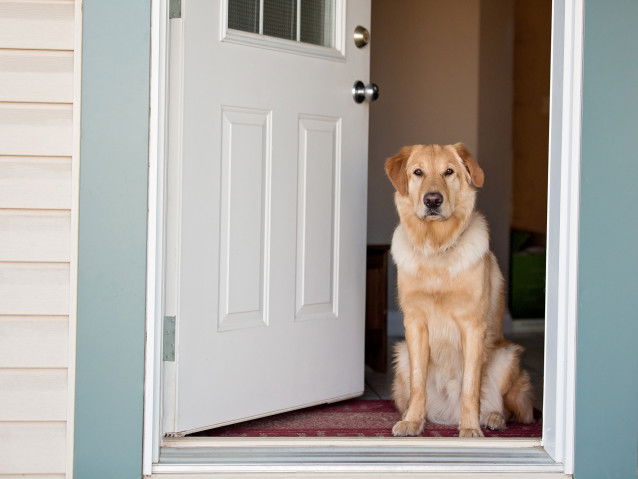 Un chien est un gage de sécurité