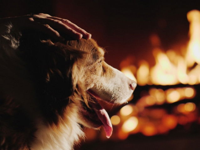 Un chien procure du bien-être