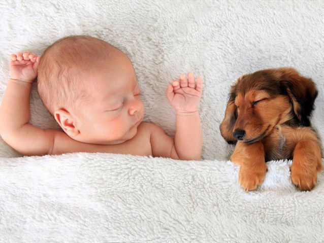 Un chien diminue le risque d’allergies