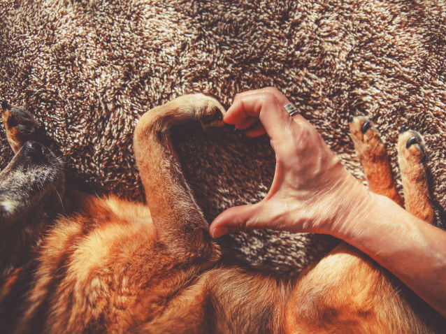Un chien est bon pour le coeur