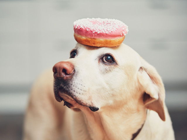Un chien fait rire
