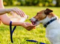 Une femme donne de l'eau à boire à son chien
