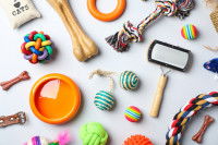 Divers accessoires pour chien posés sur une table