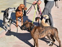 Un homme garde des chiens et les emmène en promenade
