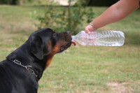 Une femme donne de l'eau à boire à son Rottweiler