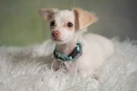 Un petit chiot blanc sur une couverture
