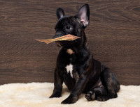 Un chiot Bouledogue Français noir tient un billet dans sa gueule