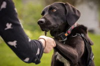 Une femme sert la patte à un chien noir adulte