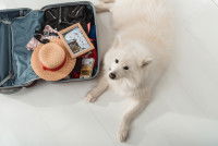 Un beau chien blanc couché à côté d'une valise