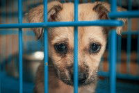 Un chiot triste enfermé dans une cage