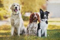 Trois chiens assis cote à côte dans un jardin