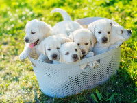 À quel âge peut-on adopter un chien ?