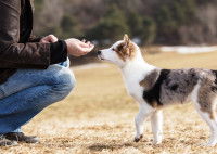 L'éducation d'un chiot