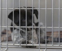 Le risque d'arnaques avec un chiot