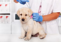 Le prix et les dépenses liées à l'adoption d'un chiot