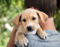 Les autres contraintes pour choisir un chien