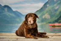 Le prix d'un chien adulte