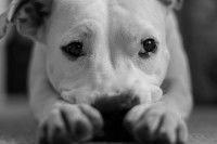 Le risque de mauvaises surprises avec un chien adulte