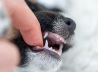 L'état de la mâchoire