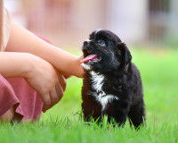 Vérifier le comportement d'un chien qu'on adopte