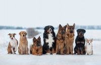 Quelle race de chien choisir ?