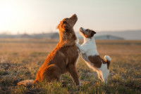 Quelle race de chien choisir ?