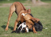 La docilité de la race