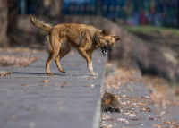Certaines races cohabitent mal avec d'autres animaux