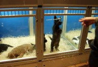 Pourquoi connaître la provenance d’un chien à adopter est important ?