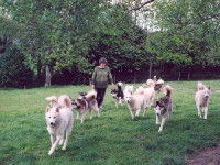 Se renseigner sur le vendeur d'un chien est primordial