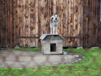 La propreté du chenil