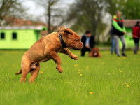 Les stimuli responsables de l’éveil des chiots