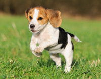 Un chiot Beagle court dans l'herbe quand on l'appelle